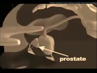 Hur till ge en prostata massagen, fria xxx massagen kön film filma