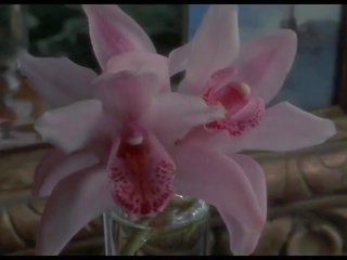 Laukinis orchidee seksas scenos 1989, nemokamai įžymybė hd suaugusieji video 0f